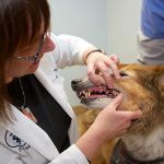 East Towne Veterinary Clinic