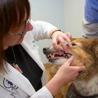 East Towne Veterinary Clinic ico