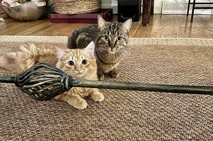 East Towne Veterinary Clinic Picture 9