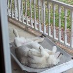 Caldwell Veterinary Hospital