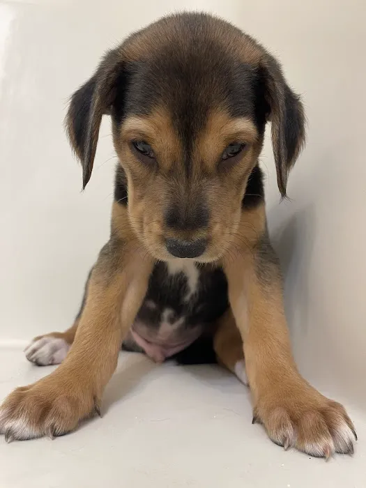 Caldwell Veterinary Hospital Picture 2