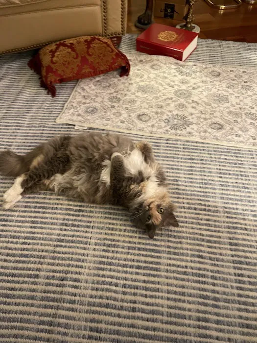 John's Veterinary Clinic Picture 3