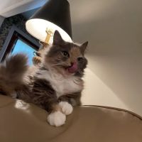 John's Veterinary Clinic ico