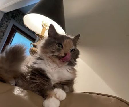 John's Veterinary Clinic