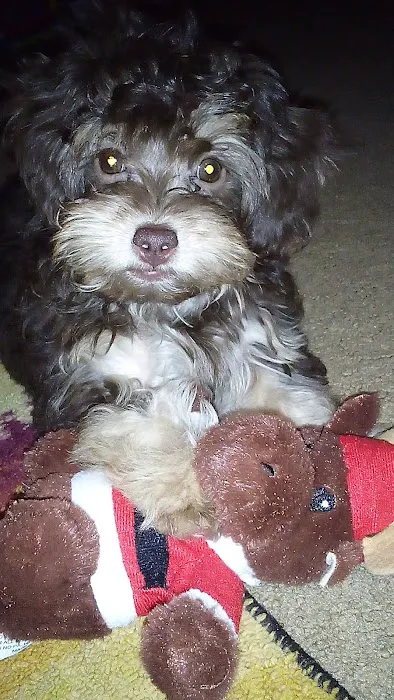 John's Veterinary Clinic Picture 4