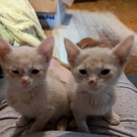 Greenwood Farm Veterinary Clinic ico