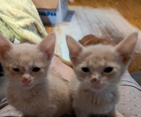 Greenwood Farm Veterinary Clinic