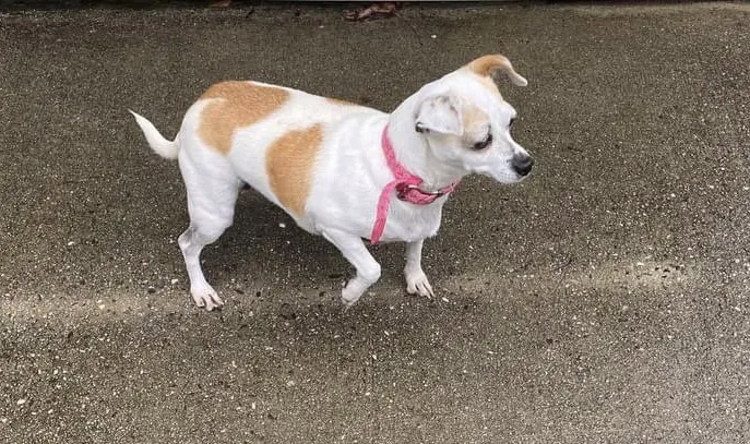 Greenwood Farm Veterinary Clinic Picture 3