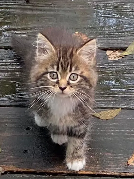 Greenwood Farm Veterinary Clinic Picture 10