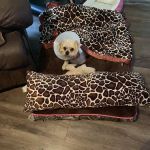 Plantation Centre Animal Hospital