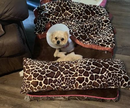 Plantation Centre Animal Hospital