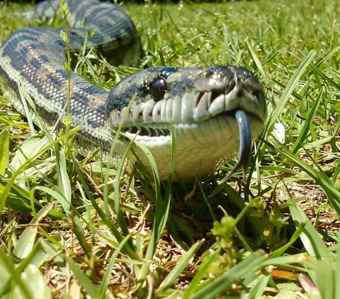 Plantation Centre Animal Hospital Picture 2