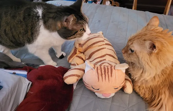 Plantation Centre Animal Hospital Picture 4