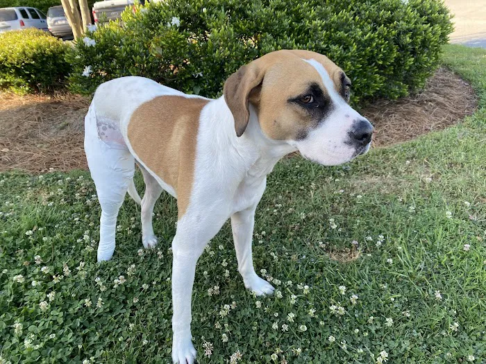 Plantation Centre Animal Hospital Picture 6