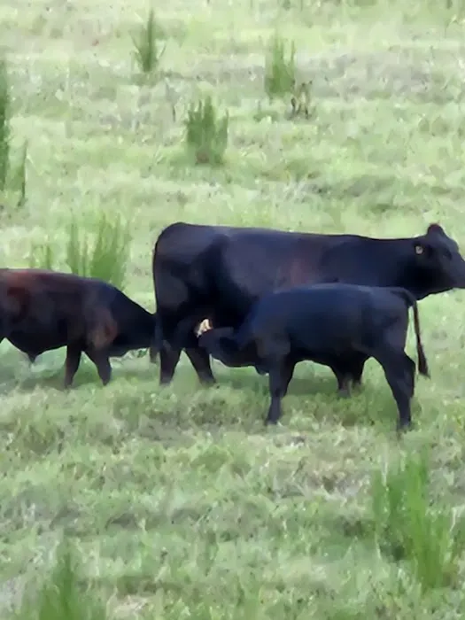 Plantation Centre Animal Hospital Picture 5