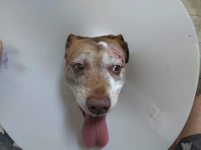 Plantation Centre Animal Hospital Picture 8