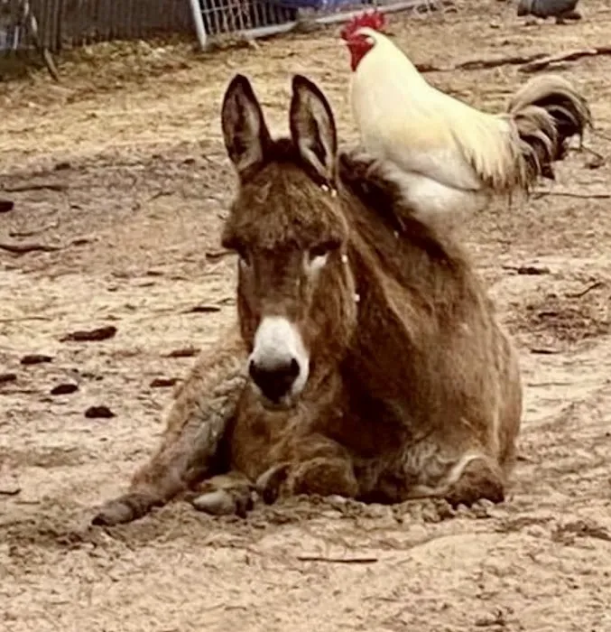 Plantation Centre Animal Hospital Picture 9