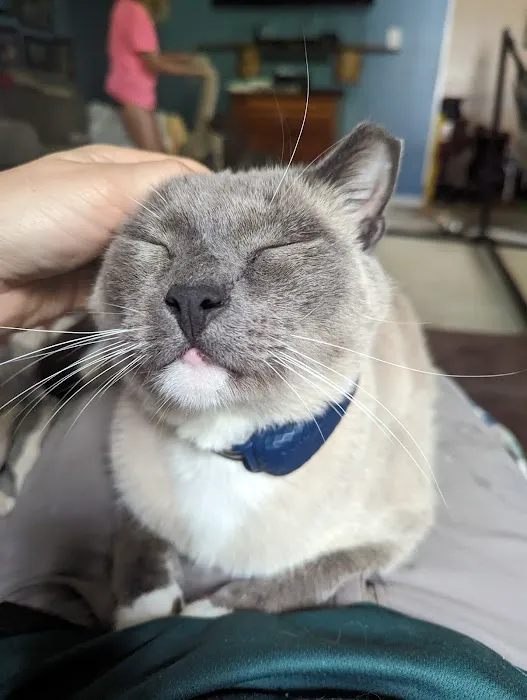 Forsyth Road Animal Clinic Picture 1