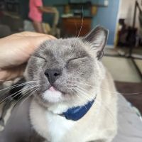 Forsyth Road Animal Clinic ico