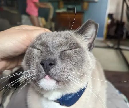 Forsyth Road Animal Clinic