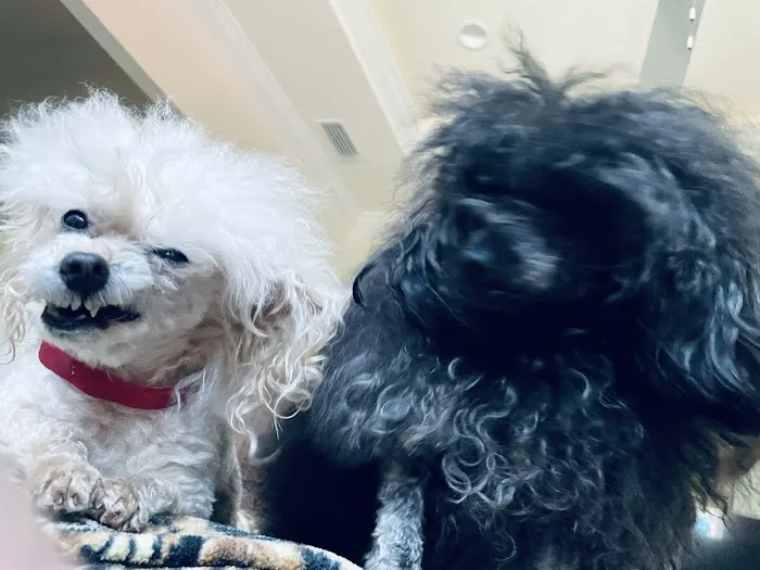 Forsyth Road Animal Clinic Picture 5