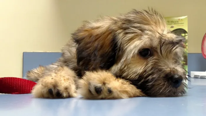 Forsyth Road Animal Clinic Picture 6