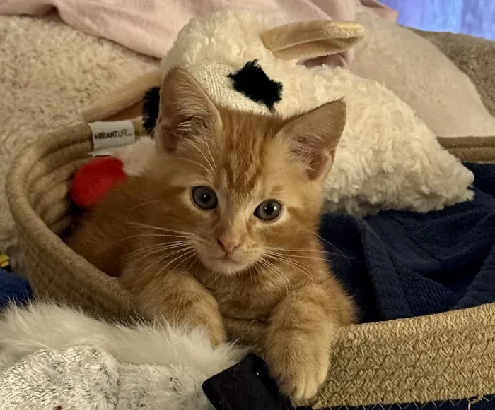 Forsyth Road Animal Clinic Picture 4