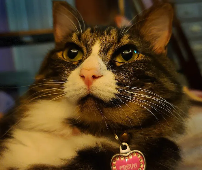 Forsyth Road Animal Clinic Picture 10