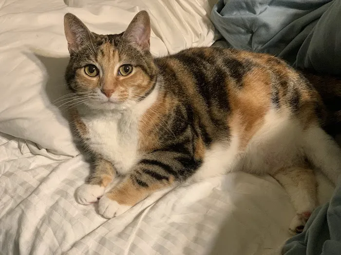 Forsyth Road Animal Clinic Picture 9