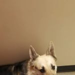 Brantley and Jordan Animal Hospital