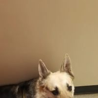 Brantley and Jordan Animal Hospital ico