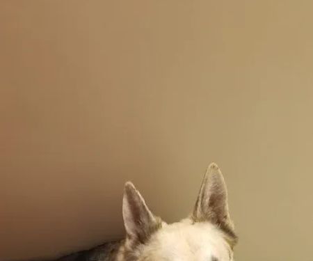 Brantley and Jordan Animal Hospital