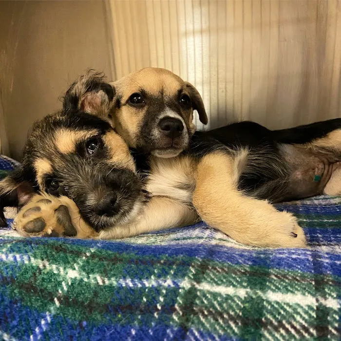 Brantley and Jordan Animal Hospital Picture 5