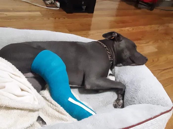 Brantley and Jordan Animal Hospital Picture 2