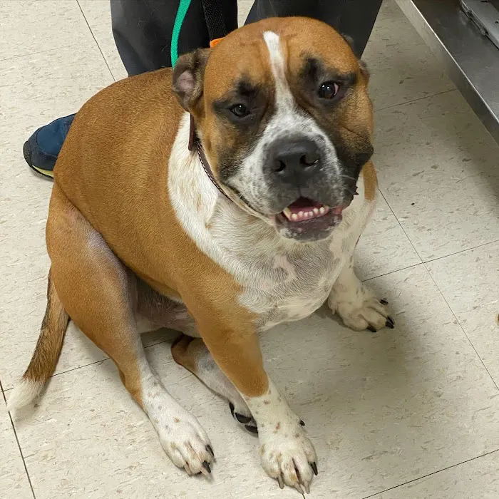 Brantley and Jordan Animal Hospital Picture 9