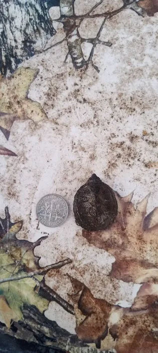 St Elmo Pet Clinic Picture 4