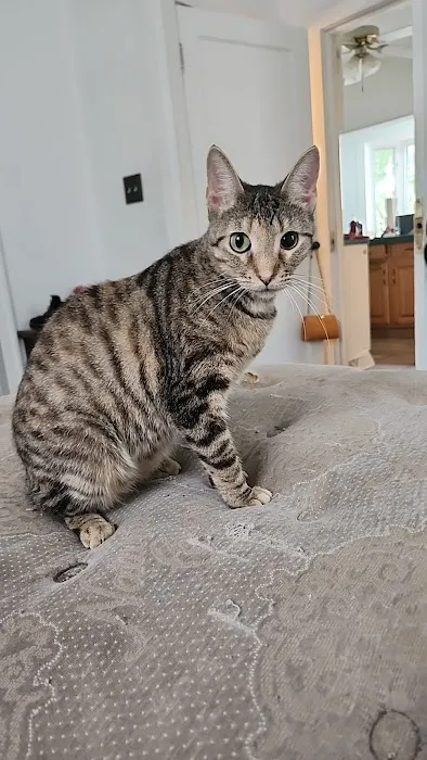 St Elmo Pet Clinic Picture 3