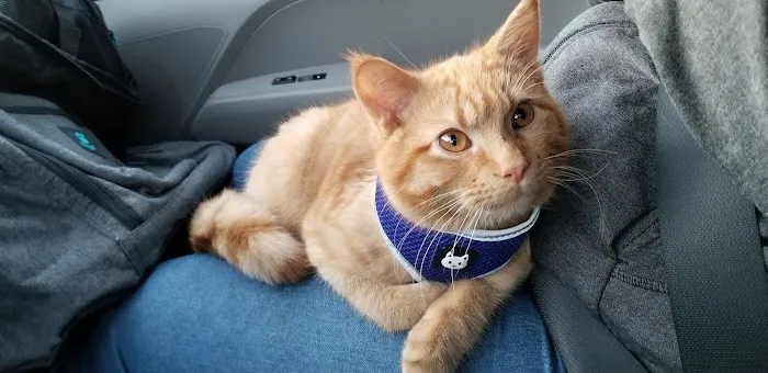 St. Peter Veterinary Clinic Picture 1