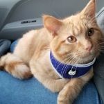 St. Peter Veterinary Clinic