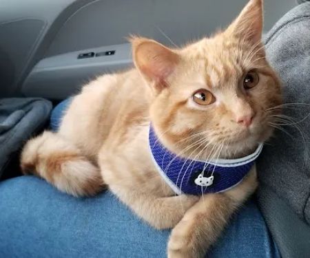 St. Peter Veterinary Clinic