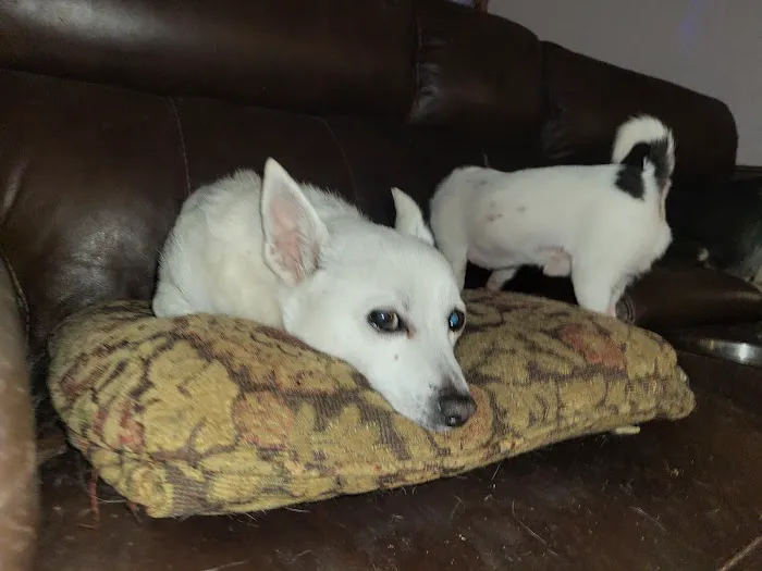 St. Peter Veterinary Clinic Picture 5