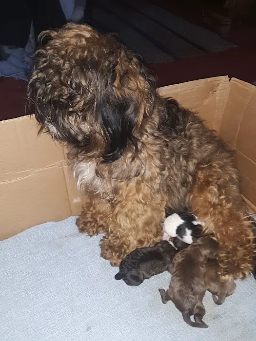 St. Peter Veterinary Clinic Picture 6