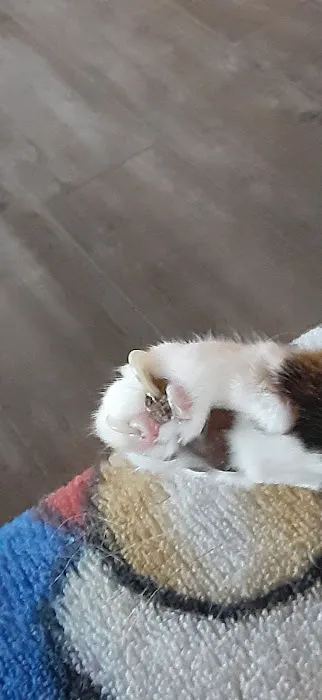 Crooked Creek Animal Hospital Picture 1