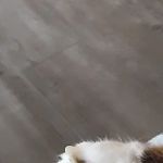 Crooked Creek Animal Hospital