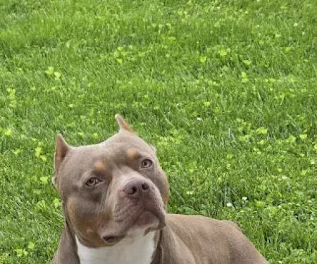 Quad Counties Veterinary Clinic