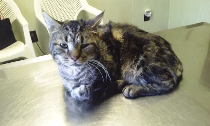 Quad Counties Veterinary Clinic Picture 5