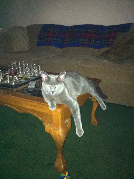 Quad Counties Veterinary Clinic Picture 9