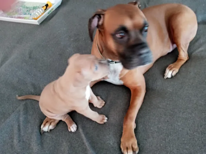 Sprague Allen DVM Picture 1