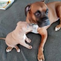 Sprague Allen DVM ico