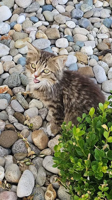 All Pets Animal Hospital LLC Picture 1